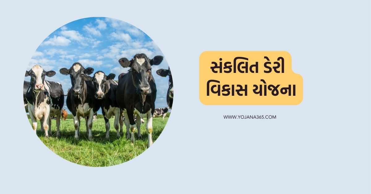  sankalit dairy vikas yojana